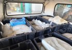 ADAF APREENDE 550 QUILOS DE QUEIJO COALHO TRANSPORTADOS DE AUTAZES PARA MANAUS